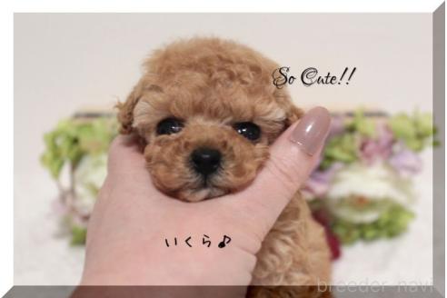 成約済の大阪府のティーカッププードル-373195の4枚目